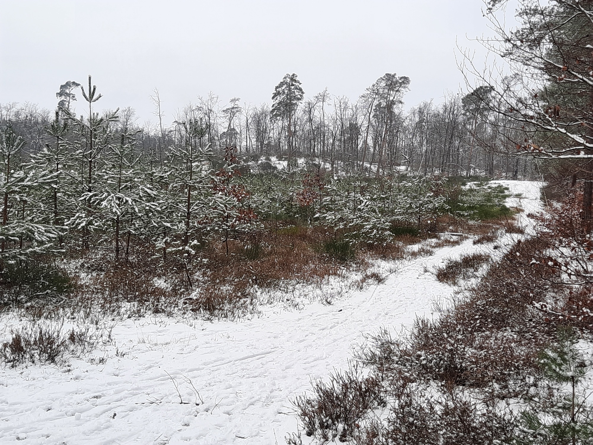 3HuegelmitJungwald