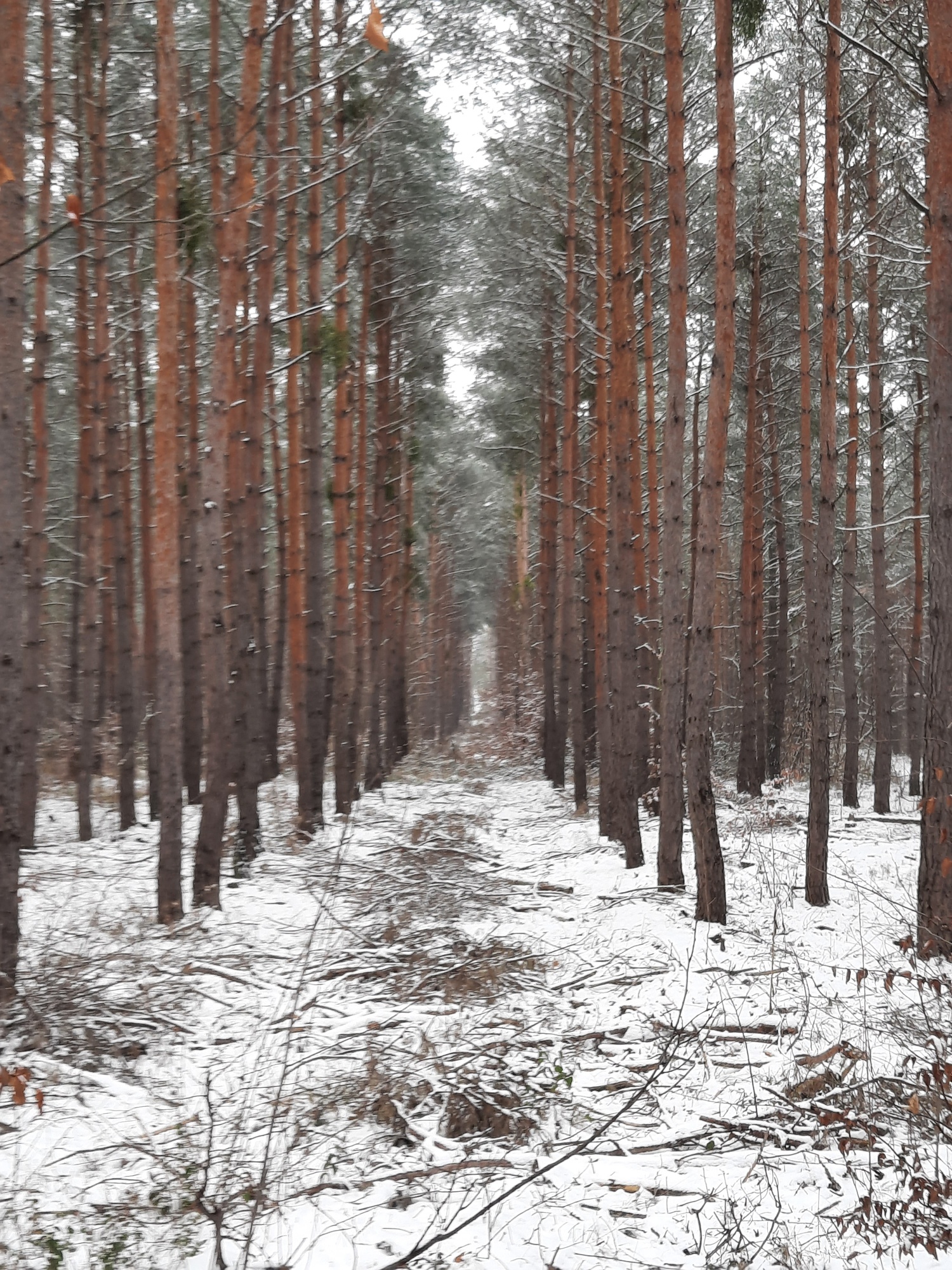 6Holzacker